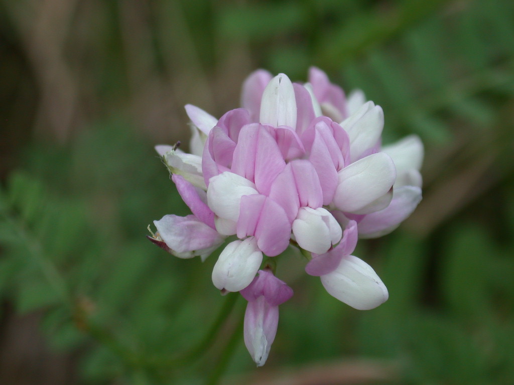 Securigera varia / Cornetta ginestrina